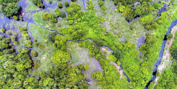 Peatland forests like this one in central Kalimantan, Indonesia, can store harmful carbon dioxide gasses. — courtesy CIFOR/Nanang Sujana
