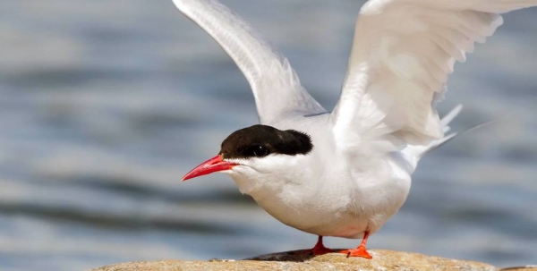 Arctic terns nest at Jökulsárlón in Iceland. — courtesy Jakub Fryš