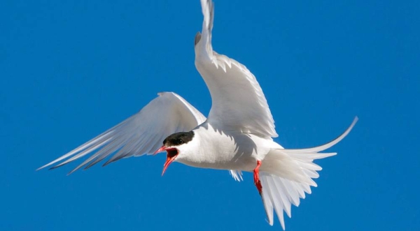 Arctic terns nest at Jökulsárlón in Iceland. — courtesy Jakub Fryš