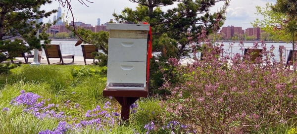 A beehive in Domino Park in Brooklyn, New York City. — courtesy Hazel Plunkett