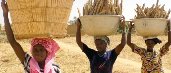 Women carrying pearl millet harvest home in Mali. — courtesy ICRISAT/Agathe Diama