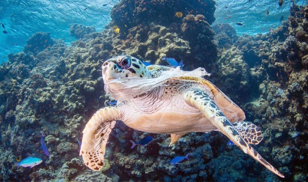 Coastal and marine ecosystems provide food, livelihoods, and coastal protection to more than a billion people worldwide. — courtesy UNCTAD