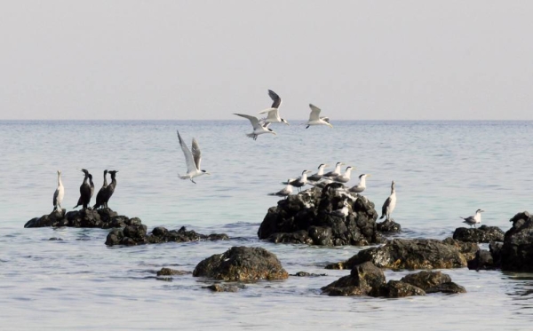 The Emirate of Sharjah has been taking relentless and extraordinary steps, to cement its global reputation in the field of environmental conservation and preservation of biological diversity.