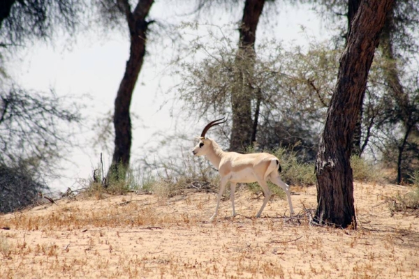 The Emirate of Sharjah has been taking relentless and extraordinary steps, to cement its global reputation in the field of environmental conservation and preservation of biological diversity.