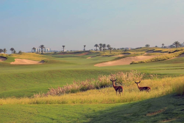 Gazelles At Saadiyat Beach Golf Club