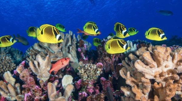 Coral reef fish swim in French Polynesia in the Pacific Ocean. — courtesy Ocean Image Bank/Jayne Jenkins