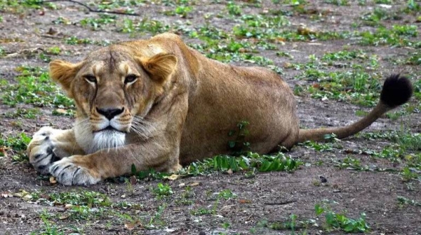 ​​​​​​​A number of Asiatic lions, an endangered species numbering only in the hundreds, had shown symptoms of the disease in the zoo. On Thursday, a symptomatic 9-year-old lioness named Neela died. It remains unclear whether COVID-19 was the direct cause of the animal's death. — Courtesy photo