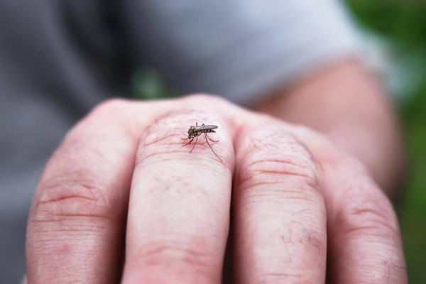 An experiment to infect mosquitoes with bacteria that stop them from transmitting viruses appears to have helped reduce the spread of the deadly dengue virus in Indonesia, researchers reported on Wednesday. — Courtesy photo