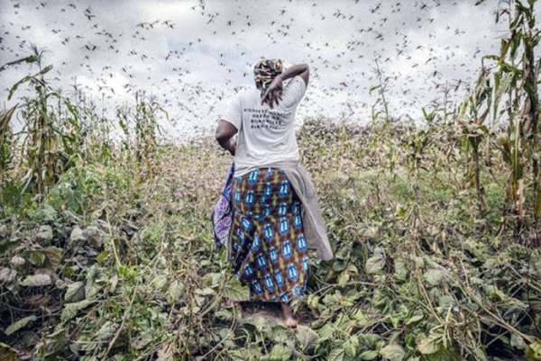File photo of ravenous locust swarms threaten the entire East Africa subregion. — courtesy FAO
