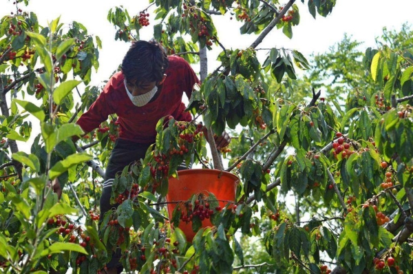 Cherry farmers have started harvesting the fruits in Kashmir.