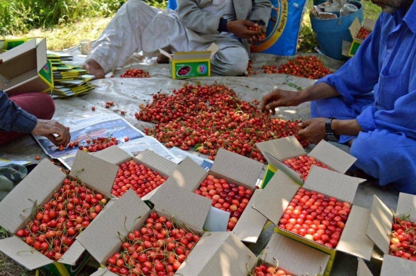 Cherry farmers have started harvesting the fruits in Kashmir.