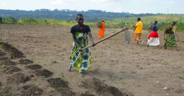 Women in Burundi tile the soil with hoes in preparation for planting. — courtesy FAO/Giulio Napolitano