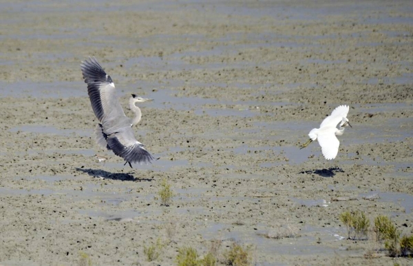 Flock of (Loha) birds at Kuwait coast
