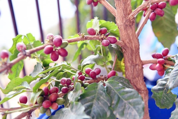 The mountainous region of Saudi Arabia are famous for producing high-quality Khawlani coffee, which is popular throughout the world. Khawlani coffee farmers in the mountainous governorates of the Jazan region continue to pick coffee beans and harvest their crops during the annual harvest season, which runs from October to January.