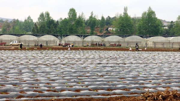 Plastic is used extensively in agriculture as a soil mulch, as well as in polyhouse farming, which have become a major source of plastic contamination in soil. — courtesy H. Wang/Foshan University