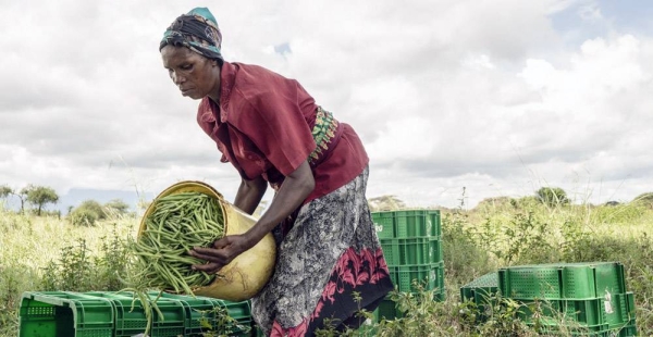 
A woman sorts French beans that she harvested at a cooperative farm in Taveta, Kenya. — courtesy FAO//Fredrik Lerneryd