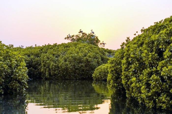 File photo of the lush mangrove forests of the Farasan Islands.
