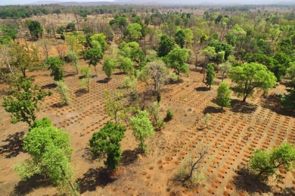 Given the rapid pace at which afforestation has taken roots in India, the new target for rejuvenation of barren land by the year 2030 is to the tune of 26 million hectares. — Courtesy file photo