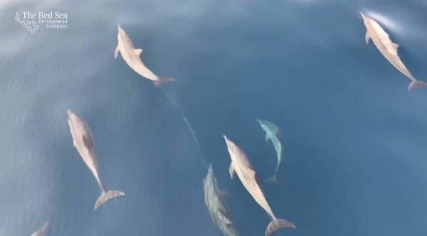 Video of spinner dolphins in Red Sea Project waters becomes instant hit on social media
