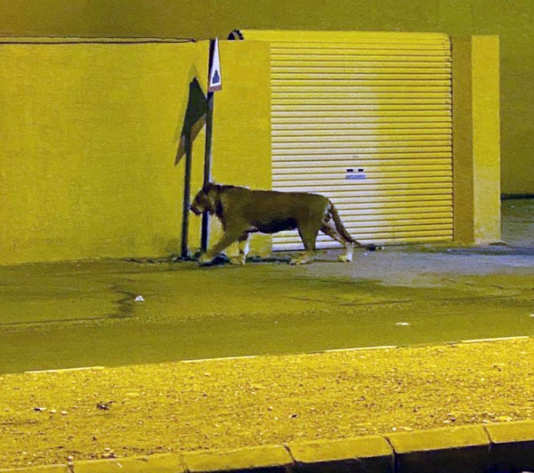 A lion, let loose in a neighborhood of Riyadh, was rescued by the Special Forces for the Environment Security (SFES) and returned to its shelter without anybody getting killed or injured.