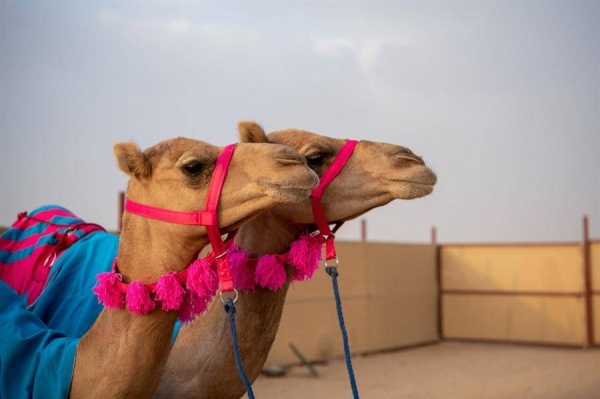 ​​​​​​​Alfaran races into history by becoming first woman participant in Crown Prince Camel Festival