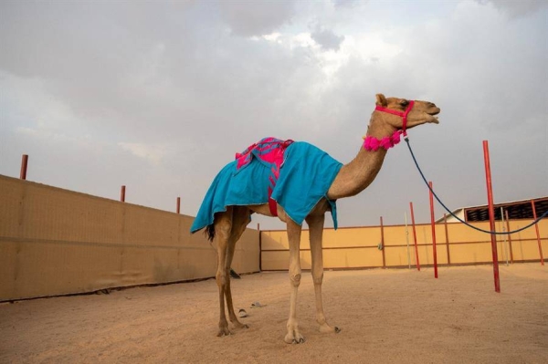 ​​​​​​​Alfaran races into history by becoming first woman participant in Crown Prince Camel Festival