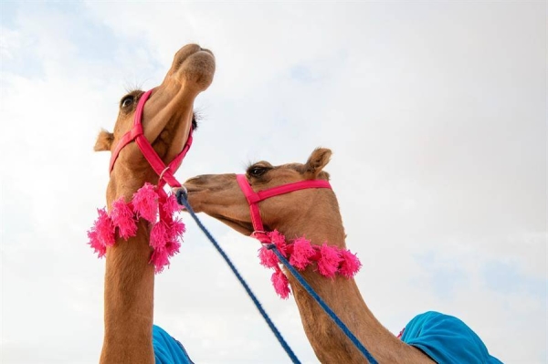 ​​​​​​​Alfaran races into history by becoming first woman participant in Crown Prince Camel Festival