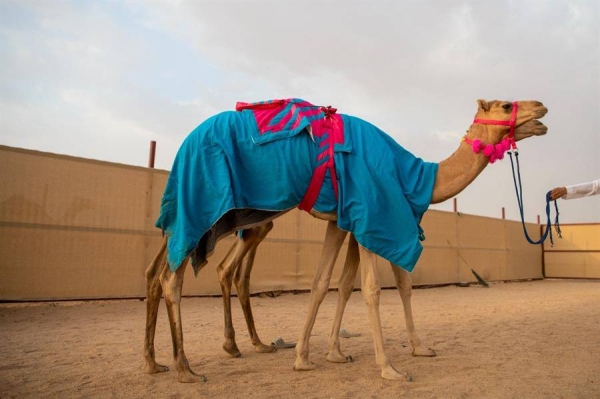 ​​​​​​​Alfaran races into history by becoming first woman participant in Crown Prince Camel Festival