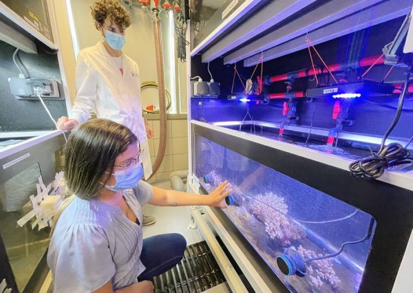 A new study shows probiotics to be helpful protagonists in boosting coral health and preventing mortality in the face of environmental stressors, such as warming oceans and changing climate conditions. — courtesy KAUST