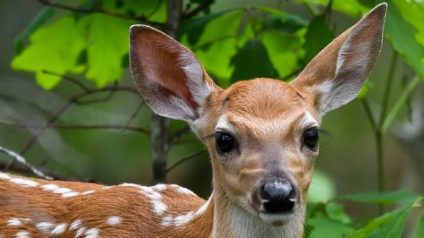 US reports world's first deer with COVID-19