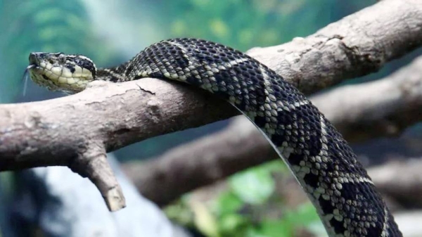 The “Garacuso” snake, one of the largest snakes in Brazil that reaches 6 feet (2 meters) in length, venom carries that molecule. 