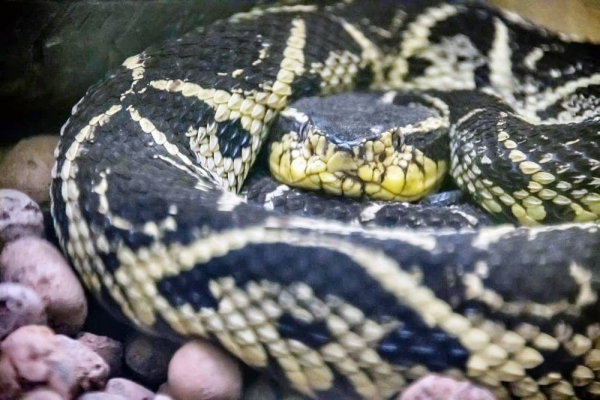 The “Garacuso” snake, one of the largest snakes in Brazil that reaches 6 feet (2 meters) in length, venom carries that molecule. 