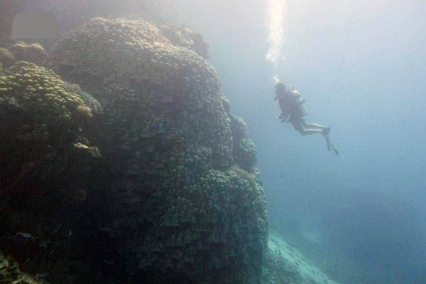 TRSDC has announced that their team of marine science and environment experts discovered a 10-meter high, 600-year-old huge coral colony south of Al-Waqadi Island, part of the project's zone.