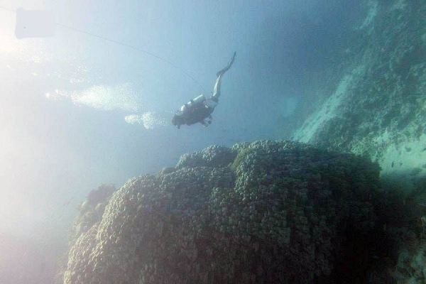 TRSDC has announced that their team of marine science and environment experts discovered a 10-meter high, 600-year-old huge coral colony south of Al-Waqadi Island, part of the project's zone.