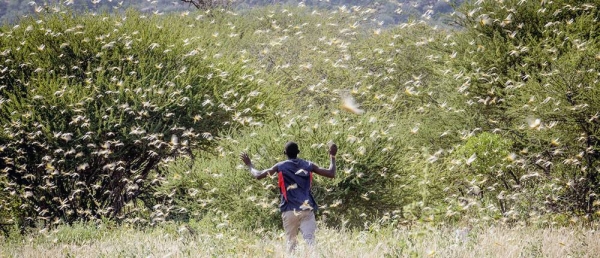 Locust swarms in Kenya have the ability to destroy the crops and thus livelihoods of farming families. — courtesy FAO/Sven Torfinn