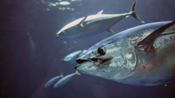 A majority of commercially fished tuna species are showing signs of recovery— courtesy Unsplash