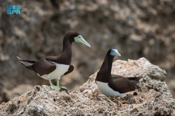 Farasan Islands has been added to the World Network of Biosphere Reserves as the UNESCO’s Man and the Biosphere (MAB) Program on Wednesday as part of 20 new sites, in 21 countries to the World Network of Biosphere Reserves.