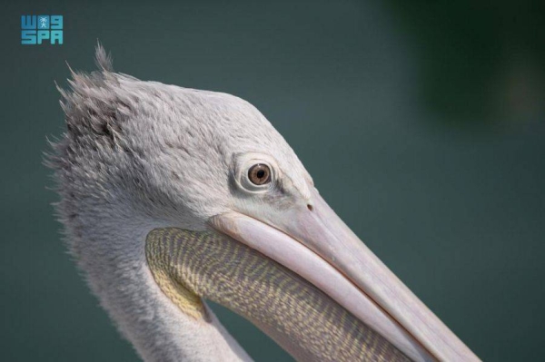 Farasan Islands has been added to the World Network of Biosphere Reserves as the UNESCO’s Man and the Biosphere (MAB) Program on Wednesday as part of 20 new sites, in 21 countries to the World Network of Biosphere Reserves.