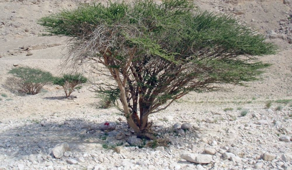 The Environment Agency — Abu Dhabi (EAD) recently launched the first ever Abu Dhabi Red List of Wildlife Species (AD-RLS), which is an assessment of the threat status of the emirate’s terrestrial and marine species.