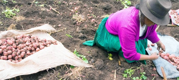 A farmer harvests potatoes in Manchaybamba, Peru. — courtesy IFAD/P. Vega