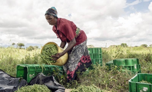 Women vendors sell fresh vegetables at a market in Limuru, Kenya. — courtesy FAO/Luis Tato