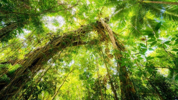 Australia's Daintree region attained Unesco World Heritage listing in 1988.