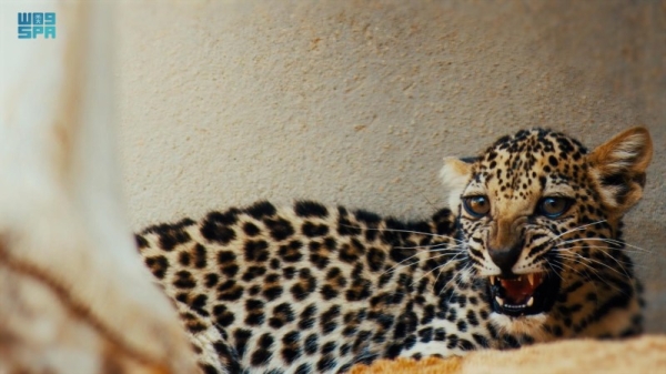 Birth of rare Arabian Leopard cub marks significant milestone in saving a critically endangered species