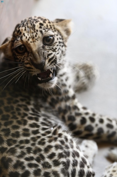 Birth of rare Arabian Leopard cub marks significant milestone in saving a critically endangered species