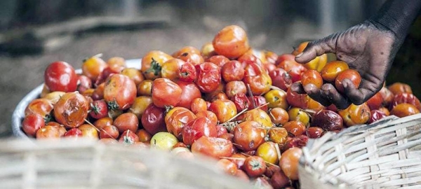 According to the UN, an estimated one-third of all food is lost or wasted worldwide as it moves from where it is produced to where it is eaten. — courtesy FAO/Giulio Napolitano