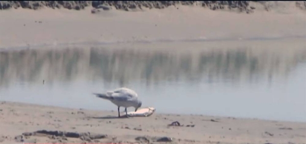 A major oil spill has been reported off the Southern California Coast, threatening of a 