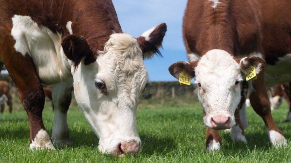 Beijing imposed a ban on British beef in the 1990s during earlier outbreaks of BSE.