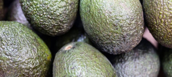 Some 300,000 farmers cultivate avocadoes in the Sidama and SNNPR regions of Ethiopia. — courtesy FAO/Cristiano Minichiello