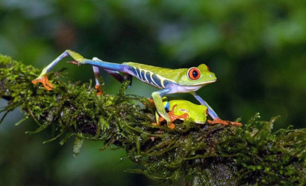 Costa Rica's tropical rainforests can be found in the southwest of the country as well as in the Atlantic lowlands. — courtesy UNDP/Giancarlo Pucci