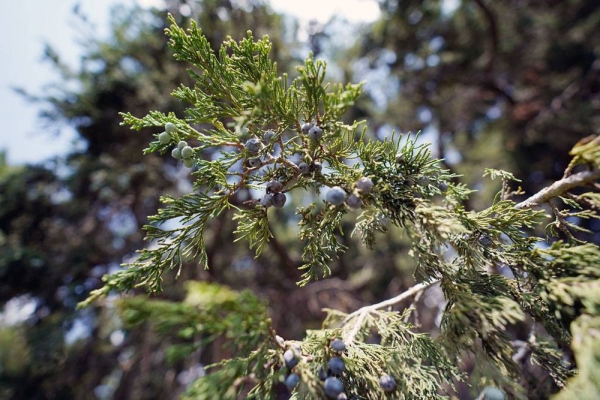 Soudah Development, a Public Investment Fund (PIF) company, has announced a new environmental initiative to plant more than one million trees across Soudah and parts of Rijal Almaa by 2030.